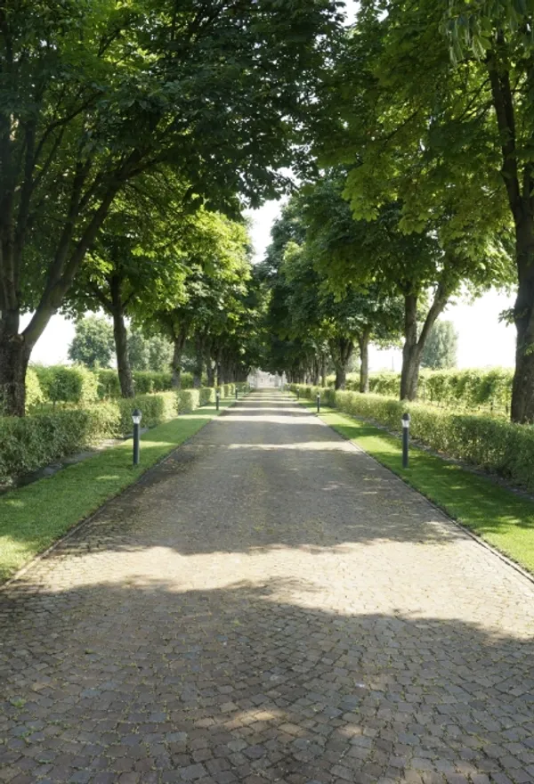 Walk way with big trees 