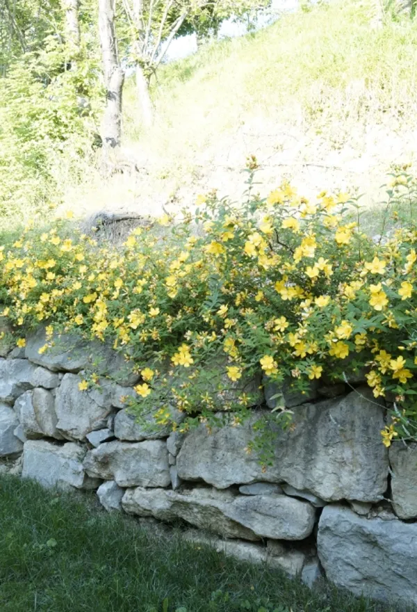 Yellow flowers