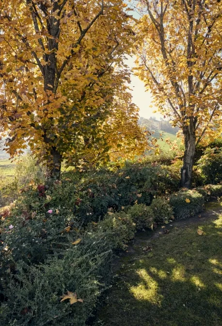 Grande albero tondeggiante con colori autunnali in un parco