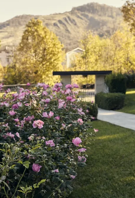 Rose rosa in fiore lungo un sentiero