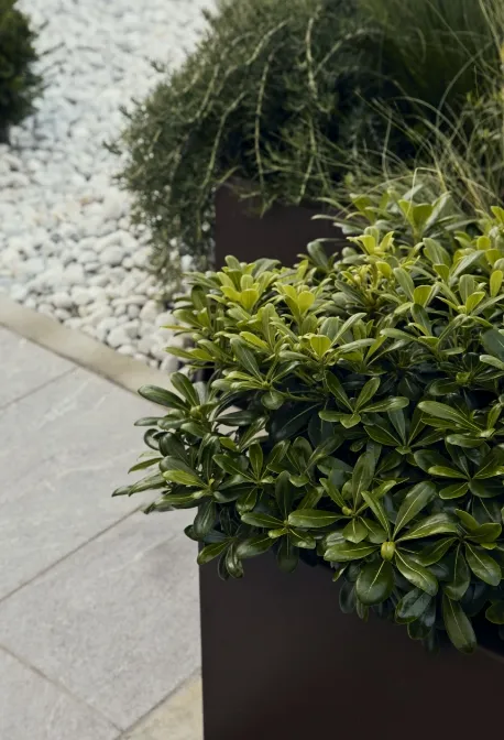 Rose rosa in fiore lungo un sentiero