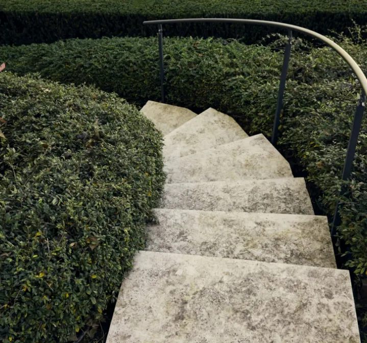 Alberi autunnali con foglie gialle lungo una siepe