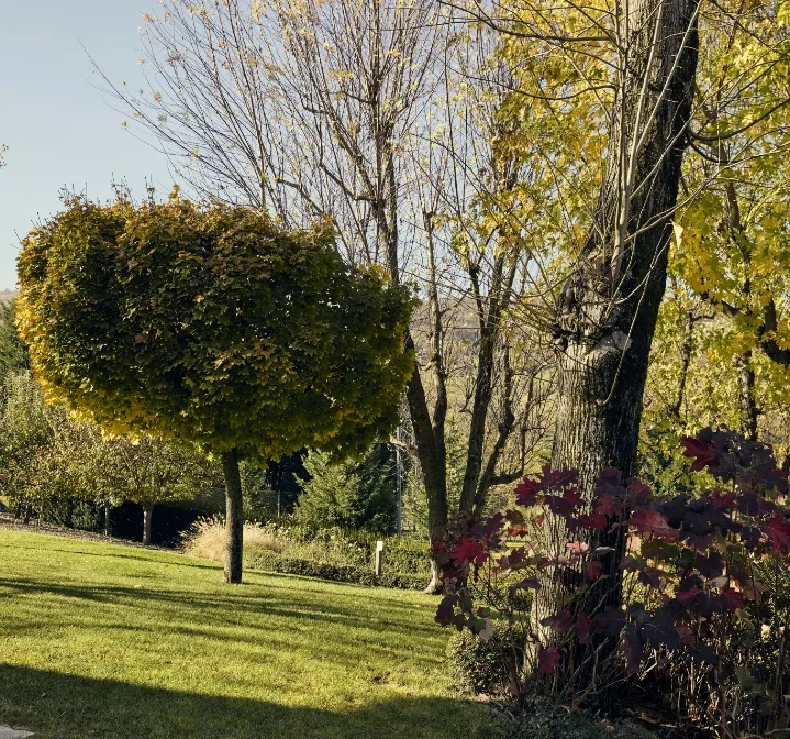 Alberi autunnali con foglie gialle lungo una siepe