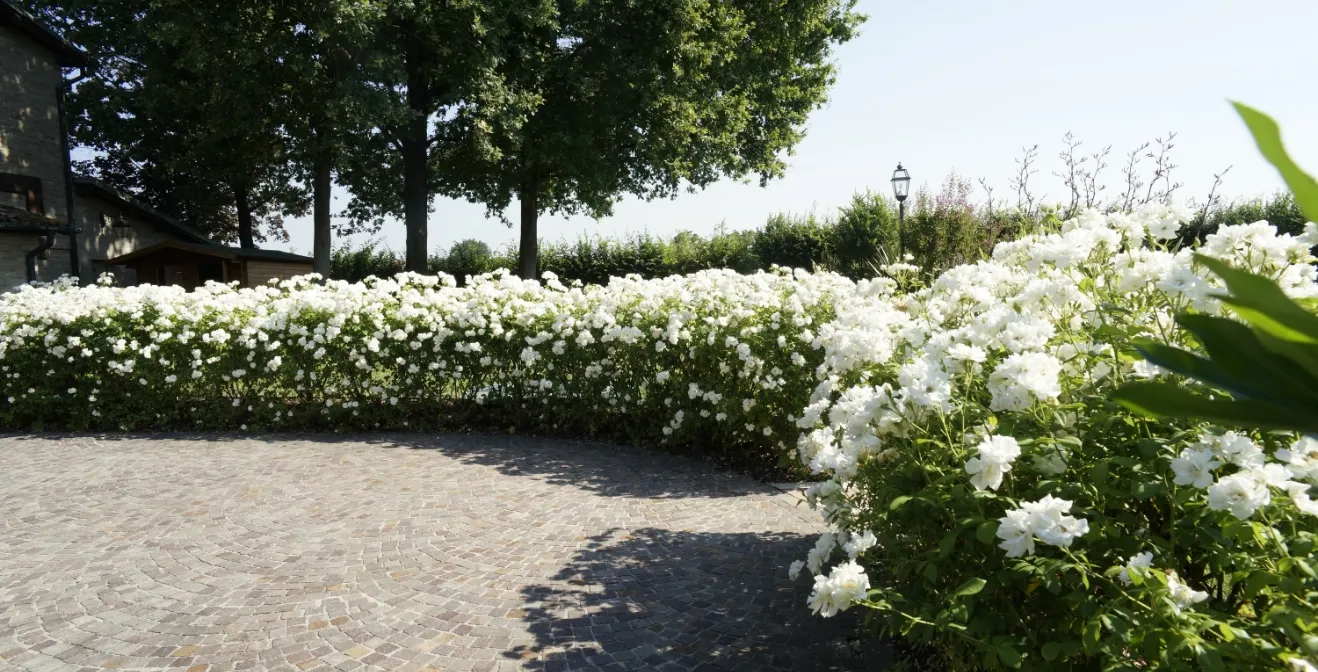 Manutenzione professionale di un giardino rigoglioso