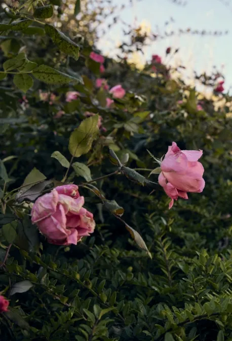 Dettaglio rose